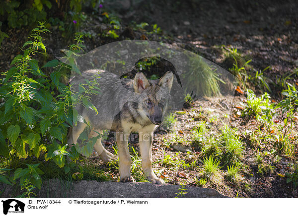 Grauwolf / PW-18344