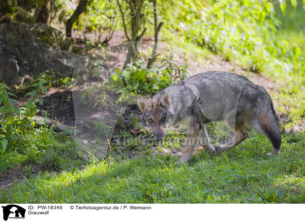 Grauwolf / PW-18349