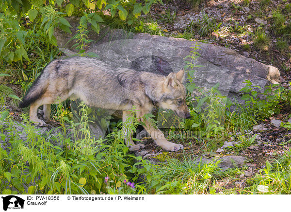 Grauwolf / grey wolf / PW-18356