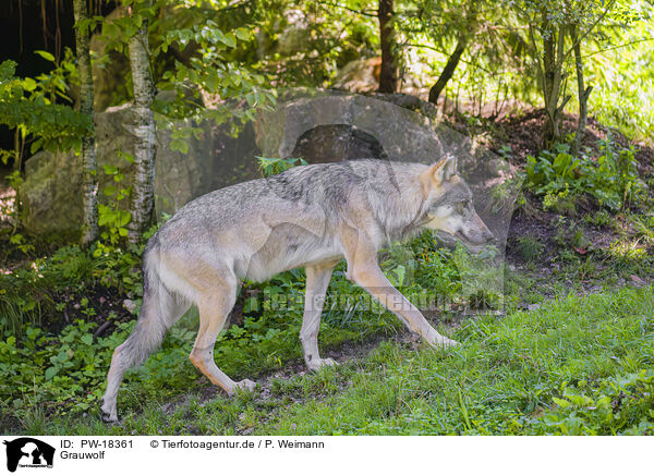 Grauwolf / PW-18361