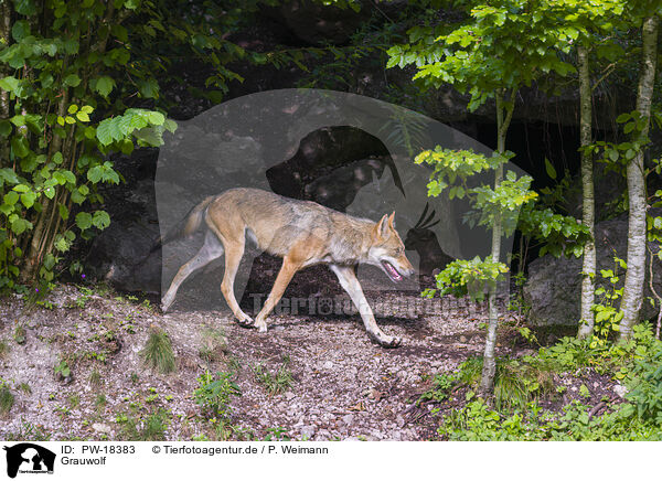 Grauwolf / grey wolf / PW-18383