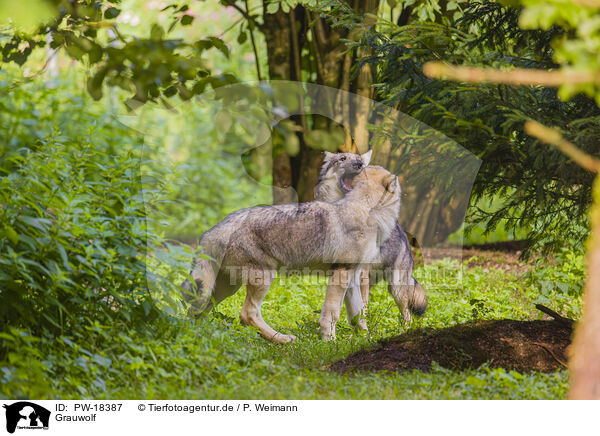 Grauwolf / grey wolf / PW-18387