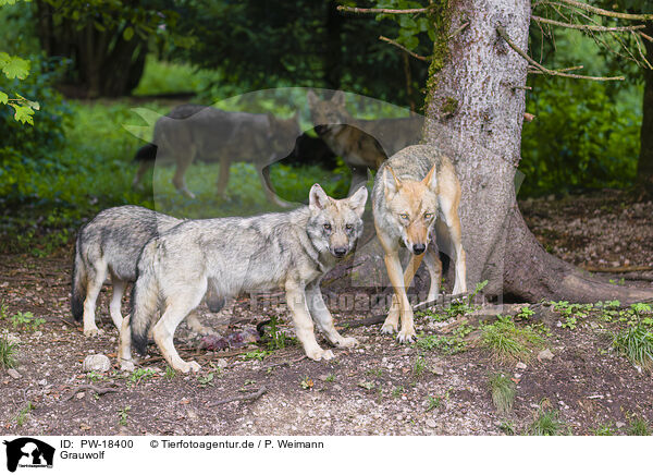 Grauwolf / grey wolf / PW-18400