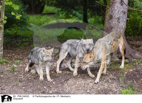 Grauwolf / PW-18402