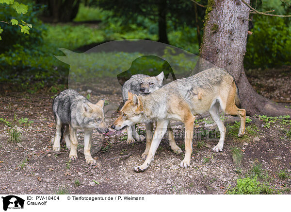 Grauwolf / PW-18404