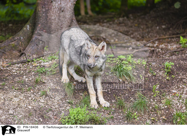 Grauwolf / grey wolf / PW-18406