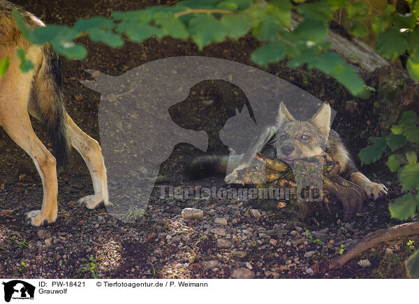Grauwolf / grey wolf / PW-18421
