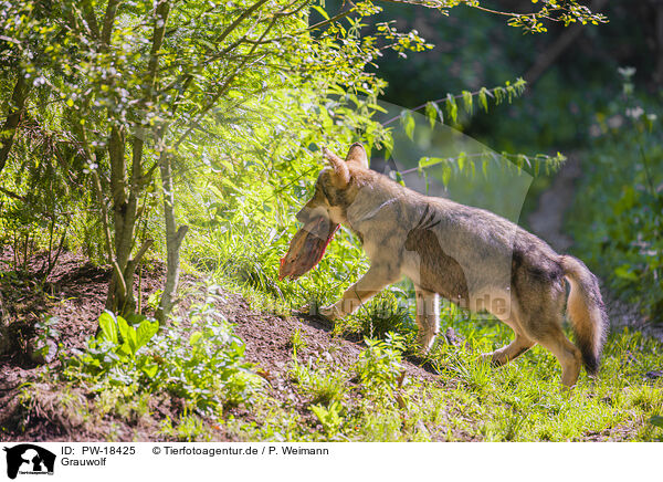 Grauwolf / grey wolf / PW-18425