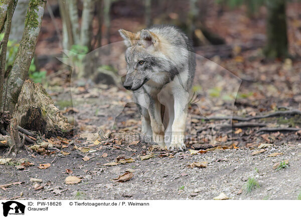 Grauwolf / PW-18626