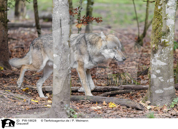 Grauwolf / PW-18628