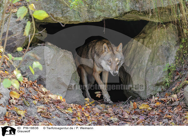 Grauwolf / PW-18636