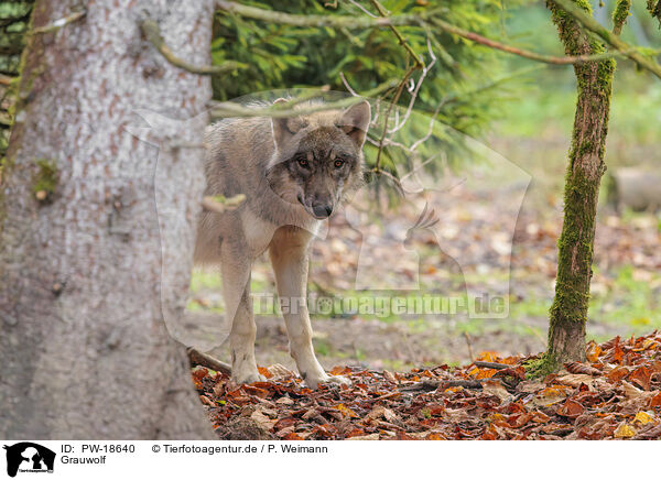 Grauwolf / grey wolf / PW-18640