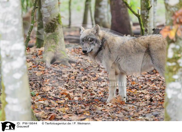 Grauwolf / PW-18644
