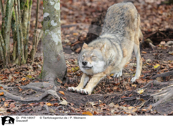 Grauwolf / PW-18647