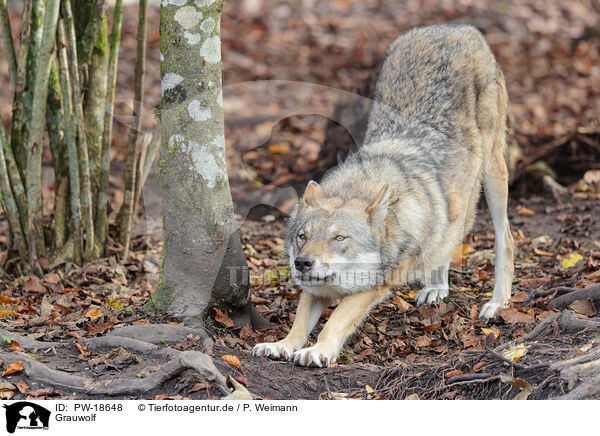 Grauwolf / grey wolf / PW-18648