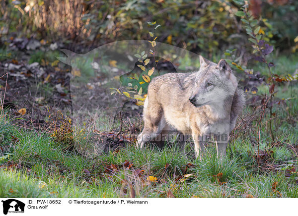 Grauwolf / grey wolf / PW-18652