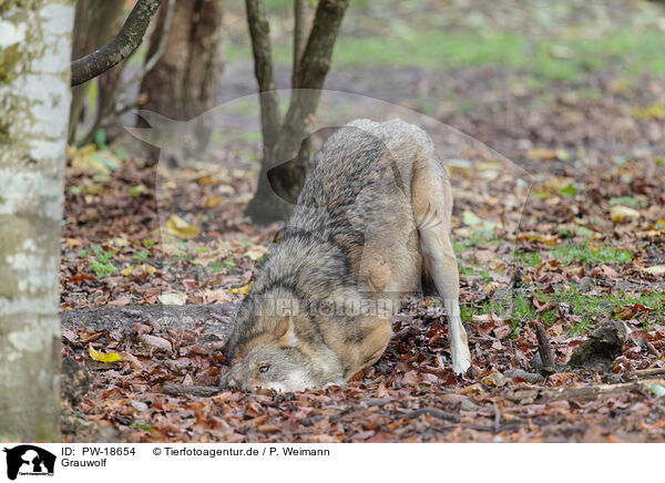 Grauwolf / PW-18654