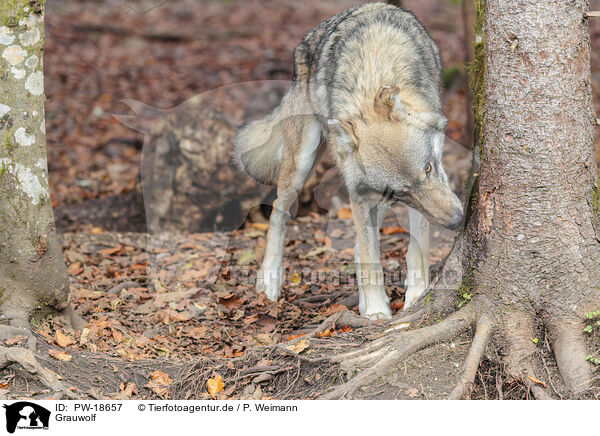 Grauwolf / PW-18657