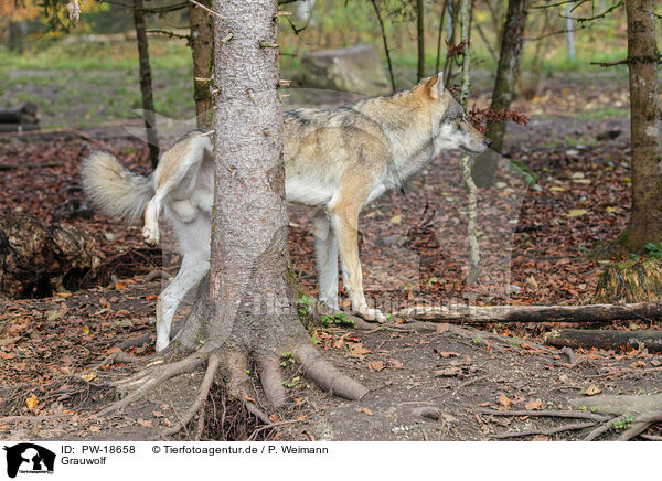 Grauwolf / PW-18658