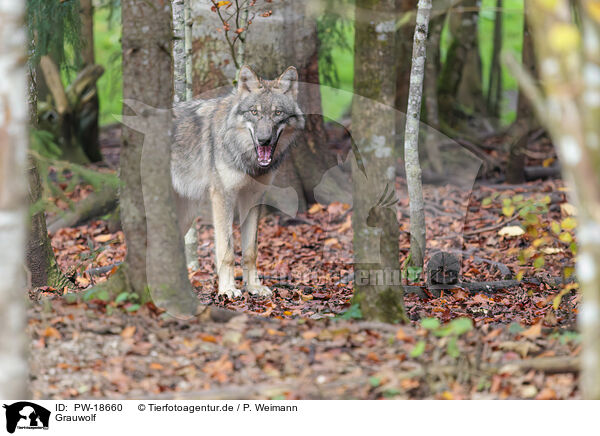 Grauwolf / grey wolf / PW-18660
