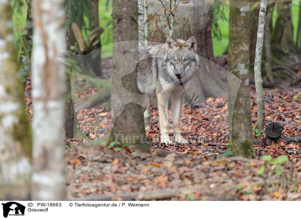 Grauwolf / PW-18663