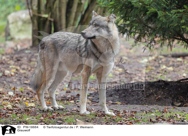 Grauwolf / PW-18664