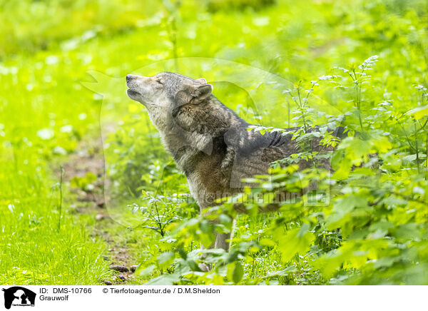 Grauwolf / grey wolf / DMS-10766