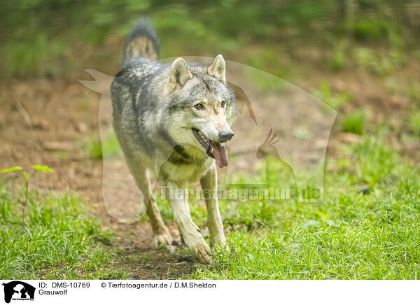 Grauwolf / grey wolf / DMS-10769