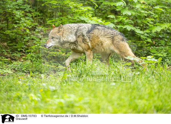 Grauwolf / grey wolf / DMS-10783