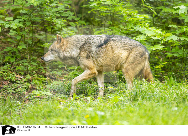 Grauwolf / grey wolf / DMS-10784