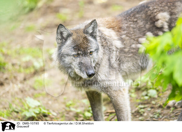 Grauwolf / DMS-10785