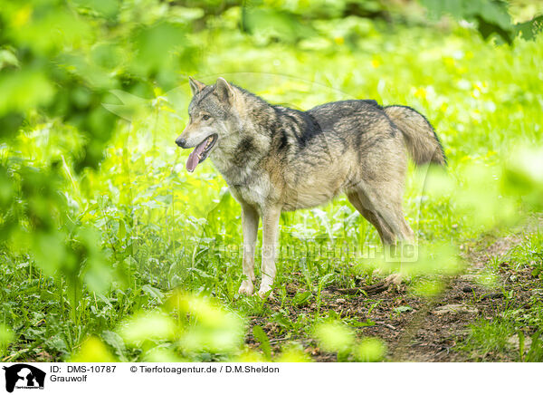 Grauwolf / grey wolf / DMS-10787