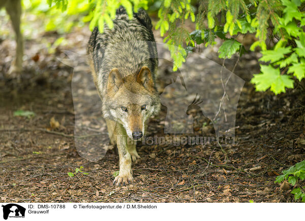Grauwolf / grey wolf / DMS-10788