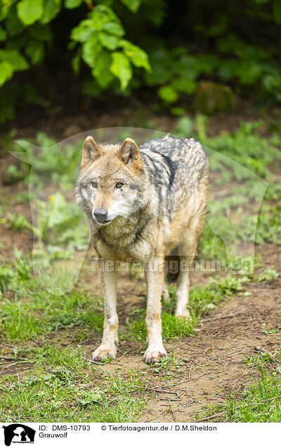 Grauwolf / DMS-10793