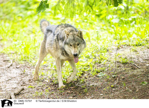 Grauwolf / DMS-10797