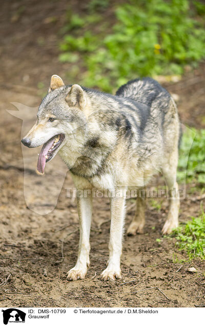 Grauwolf / grey wolf / DMS-10799