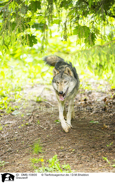 Grauwolf / grey wolf / DMS-10800
