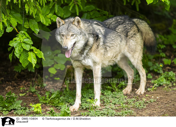 Grauwolf / DMS-10804