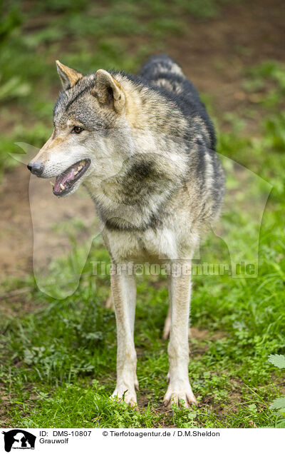 Grauwolf / grey wolf / DMS-10807