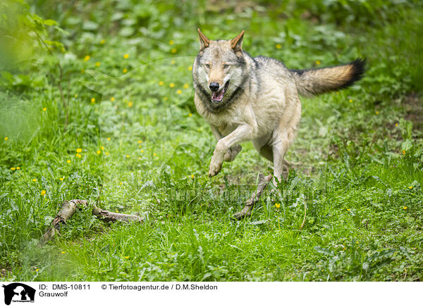 Grauwolf / grey wolf / DMS-10811