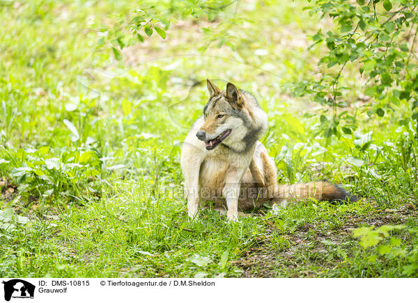 Grauwolf / grey wolf / DMS-10815
