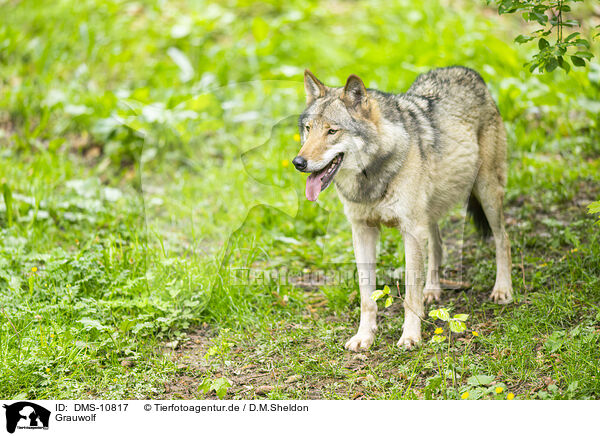 Grauwolf / DMS-10817