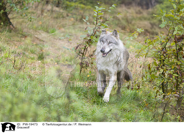 Grauwolf / grey wolf / PW-19473