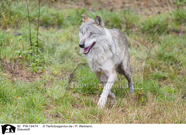 Grauwolf / grey wolf / PW-19474