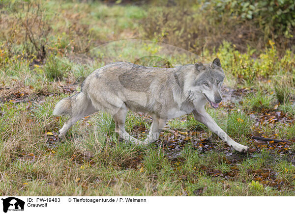 Grauwolf / grey wolf / PW-19483