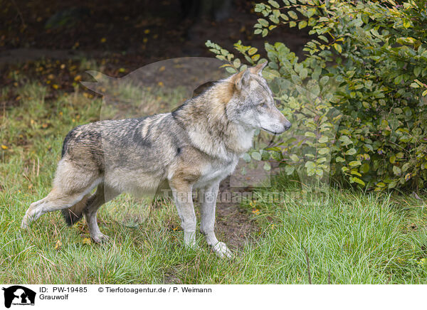 Grauwolf / PW-19485