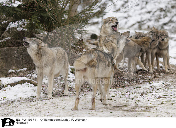 Grauwolf / grey wolf / PW-19671