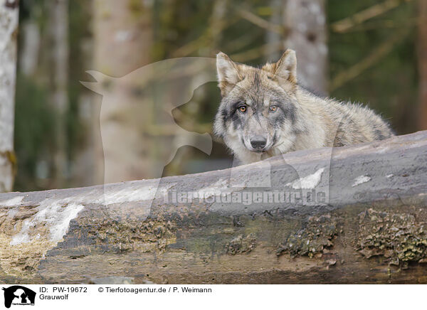 Grauwolf / grey wolf / PW-19672