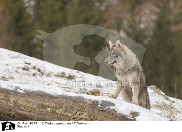 Grauwolf / PW-19678