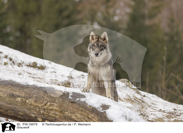 Grauwolf / PW-19679